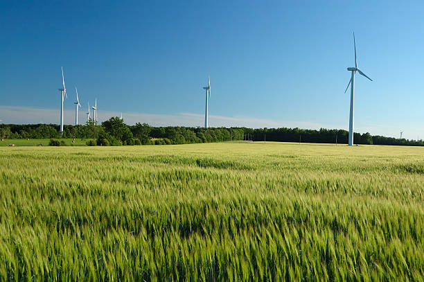 Wheat field with electricity producing windmills stock photo