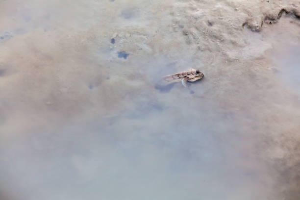 istock Close up view of real mud skipper by the shore 900856518