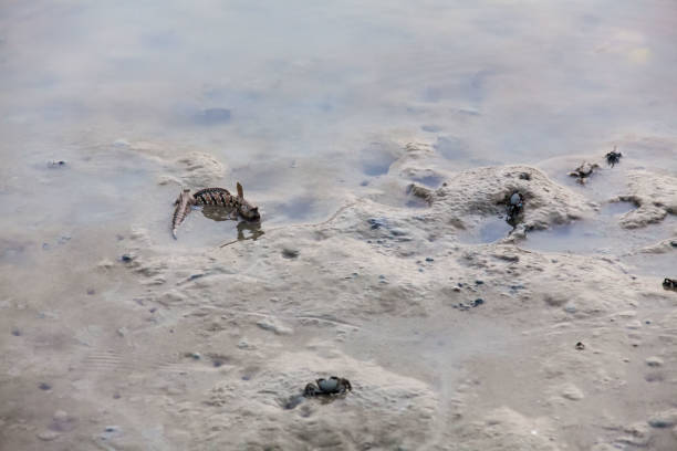 istock Close up view of real mud skipper by the shore 900856536