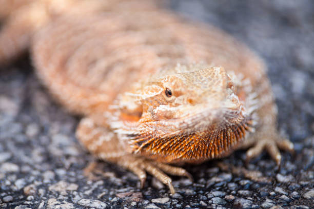 Real Dragon Lizard Portrait View In Close Up With Blur Background Stock  Photo - Download Image Now - iStock