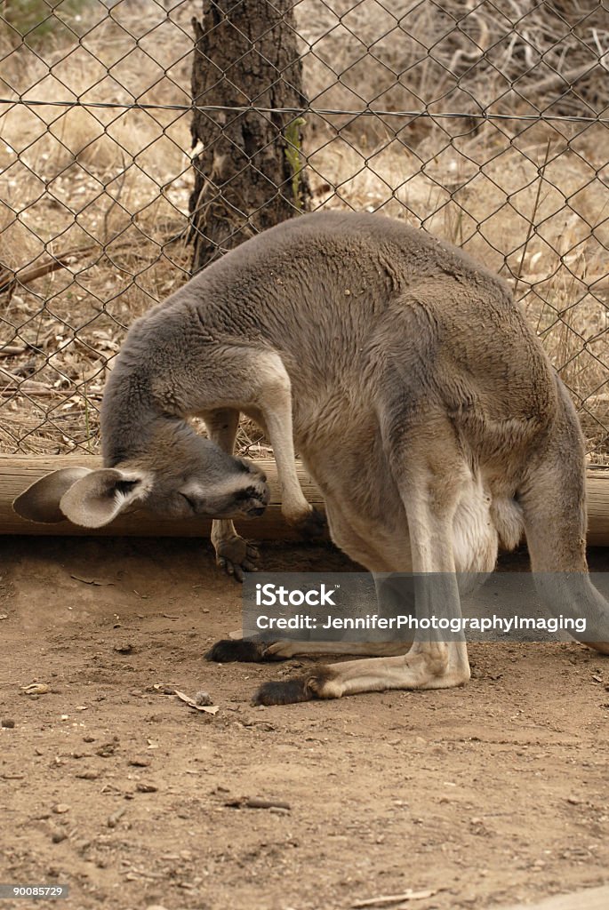 Kangaroo - Lizenzfrei Australien Stock-Foto