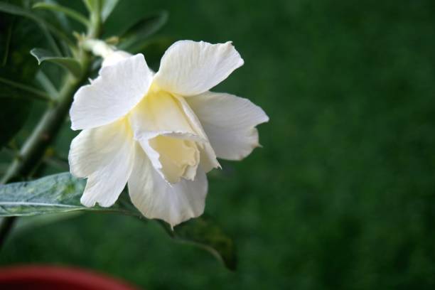 家庭園芸用白黄色アデニウムの表示を閉じる - transgenic cotton ストックフォトと画��像