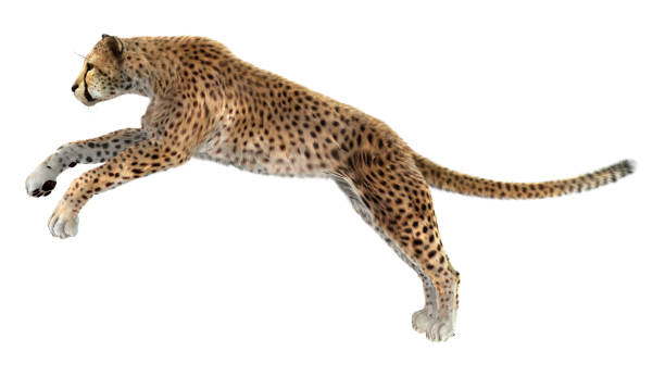 istock 3D digital render big cat cheetah on white 900857602