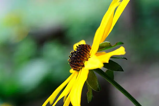 Photo of Side view of Black Eyed Susan with pollen