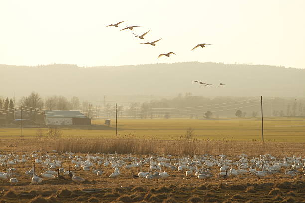 Flying Swans – Foto