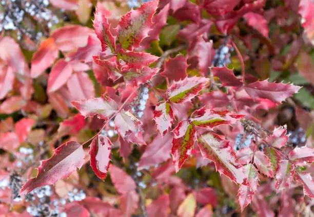 Mahonia aquifolium red and wet leaves.