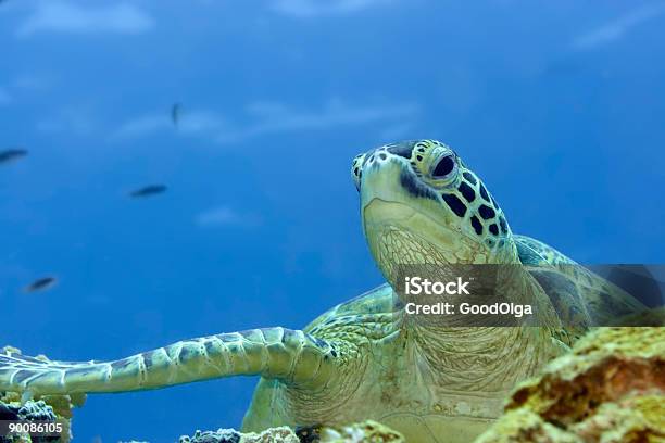 La Tortuga Foto de stock y más banco de imágenes de Agua - Agua, Aire libre, Animal