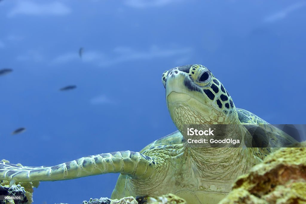 Turtle - Zbiór zdjęć royalty-free (Bez ludzi)