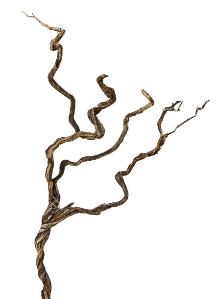 istock close up of dry branch 900861136