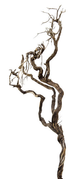 istock close up of dry branch 900861170