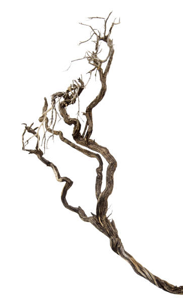 istock close up of dry branch 900861190