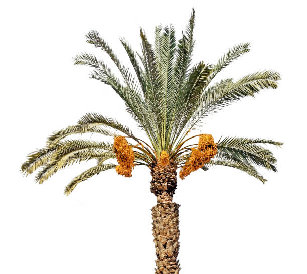 istock Close up of Date palm 900861262