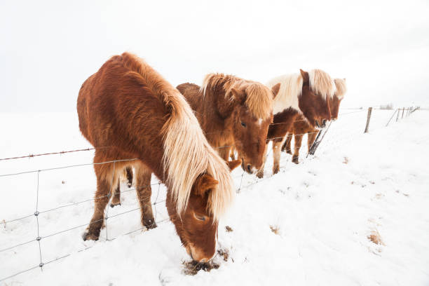 istock Icelandic real horse during winter snow 900861386