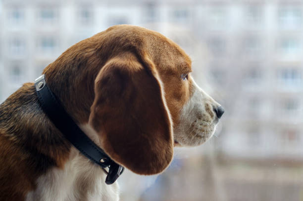 istock Beagle dog looking out the window 900861418
