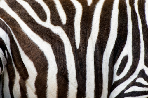 Detail shot of black and white striped zebra's skin