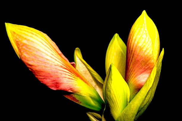 istock Amaryllis, flower in a closeup 900861730