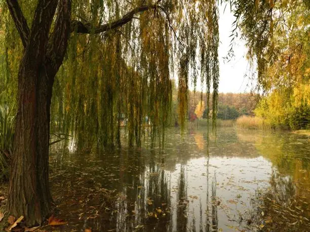 Photo of Cypress tree in botanic park