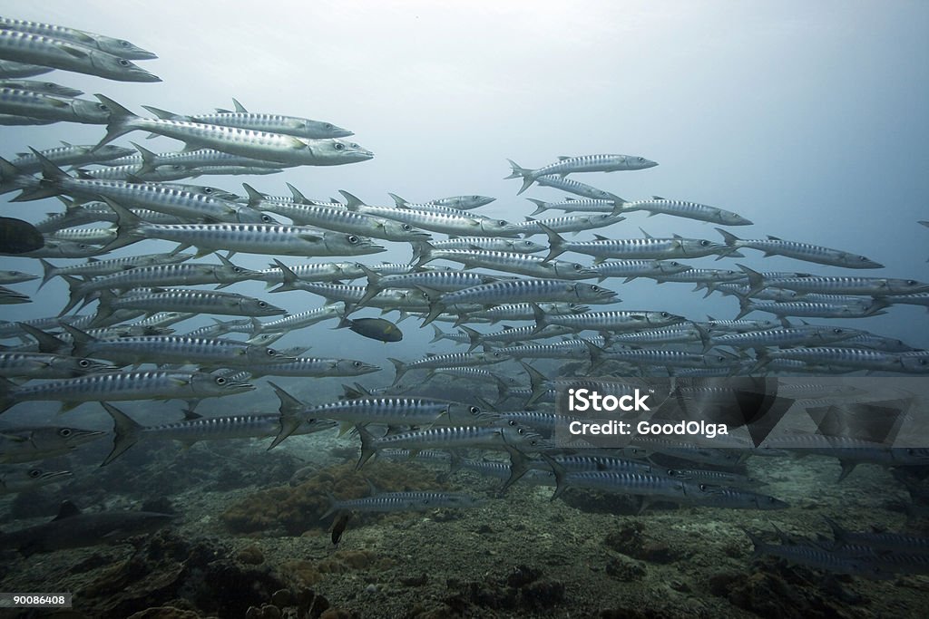 Banc de barracudas underwate - Photo de Au fond de l'océan libre de droits