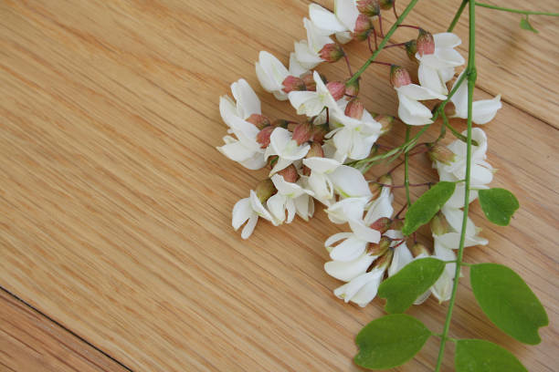 Close-up of white black locust (Robinia pseudoacacia) flowers hanging in clusters among fresh green leaves. The soft petals and vibrant foliage reflect the vitality and beauty of spring in a peaceful, natural environment.