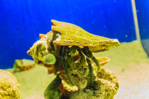 istock Cute hermit crab (Paguroidea) in the shell on sand and blue sea background. 900865530
