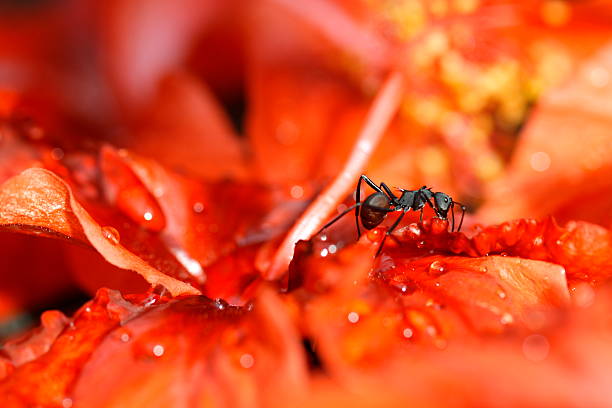 Black ant on red flowers stock photo