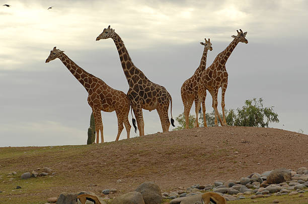 Giraffe Quartet stock photo