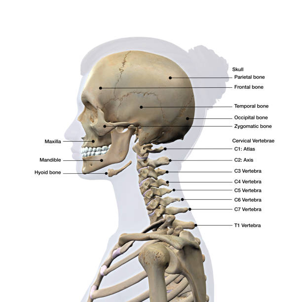 Female Lateral View of Skull and Neck Vertebrae Bones Labeled on White stock photo
