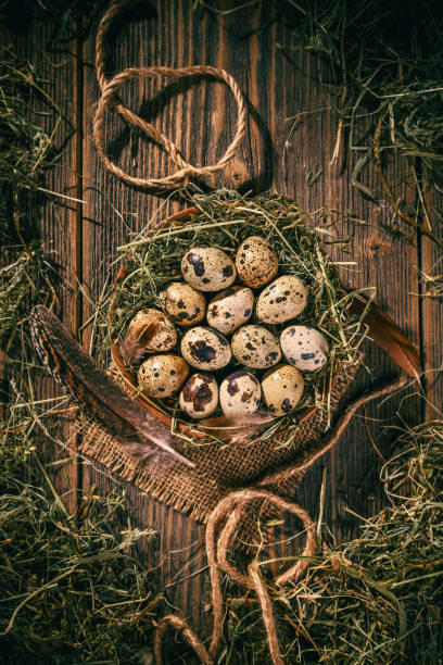 istock Quail eggs in a hay nest 900868952