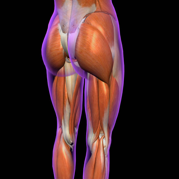 istock Female Leg Muscles Posterior on Black 900869952