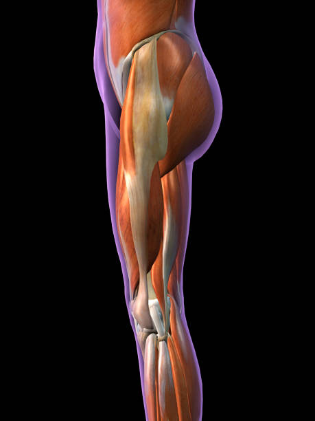 istock Female Leg Muscles Lateral View on Black 900870184