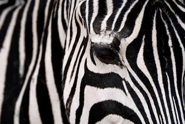 zebra stock photo