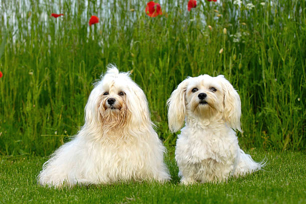 istock Two dogs in the natur 90087455