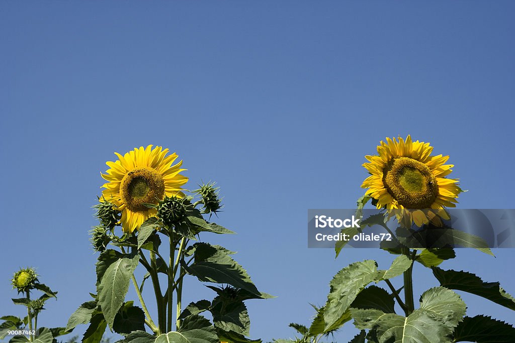 Detalhe de girassol contra um céu azul com cores vívidas - Foto de stock de Agricultura royalty-free