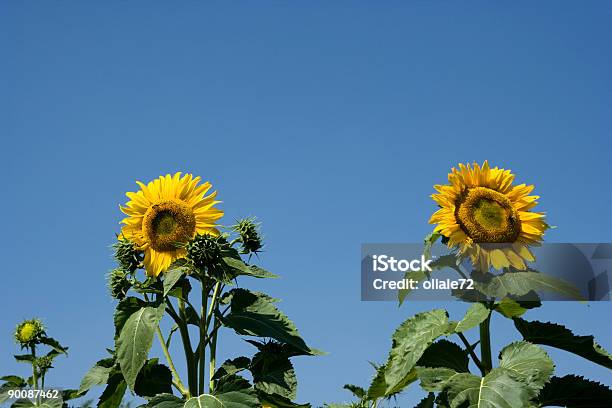 Foto de Detalhe De Girassol Contra Um Céu Azul Com Cores Vívidas e mais fotos de stock de Agricultura
