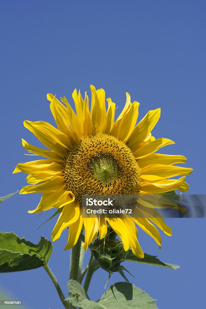 Primo piano del fiore contro il cielo blu, colori brillanti - Foto stock royalty-free di Agricoltura