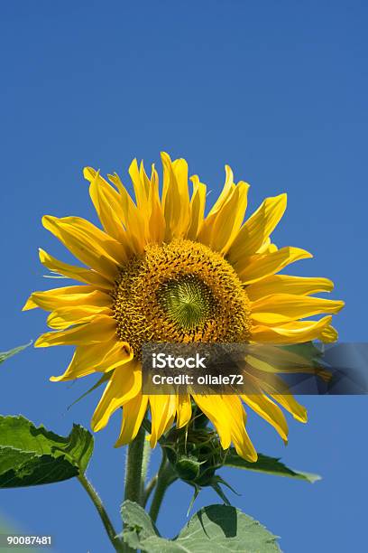 Grande Girassol Contra Um Céu Azul E As Cores Vívidas - Fotografias de stock e mais imagens de Agricultura