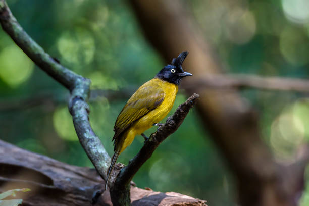istock The black-crested bulbul perched on tree branch with green Bokeh background 900875252