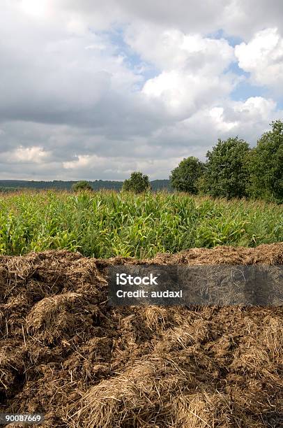 Mucchio Di Letame - Fotografie stock e altre immagini di Agricoltura - Agricoltura, Agricoltura biologica, Ambientazione esterna