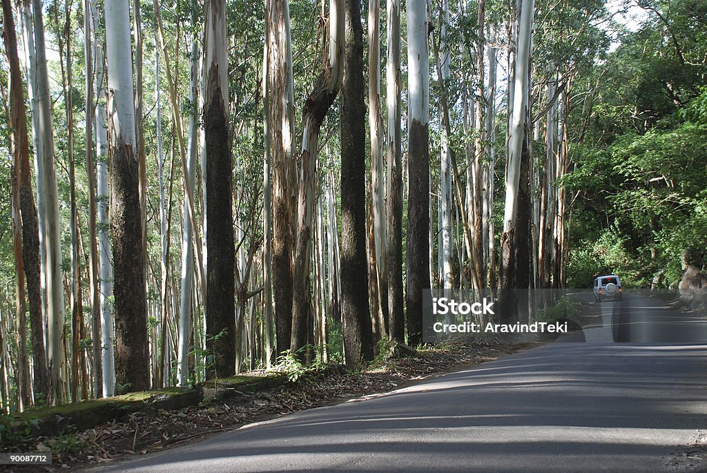 Alberi di eucalipto - Foto stock royalty-free di Albero