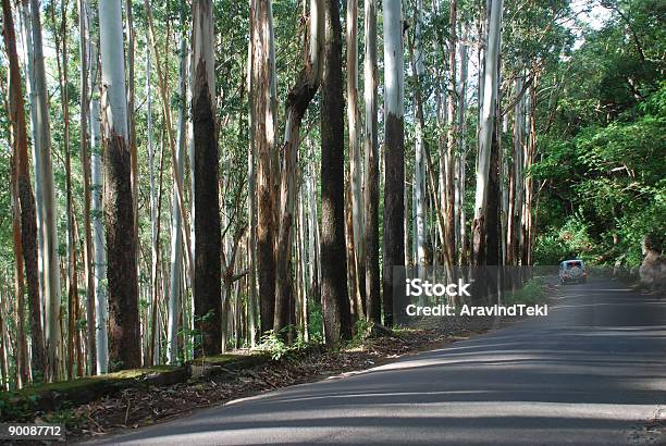 Foto de Eucaliptos Árvores e mais fotos de stock de Alto - Altura Humana - Alto - Altura Humana, Alto - Descrição Geral, Colina