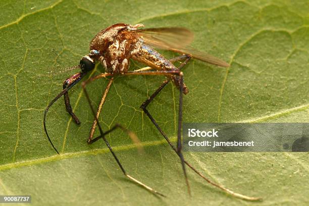Foto de Sprayed Pântano Mosquito Macro e mais fotos de stock de Febre Amarela - Febre Amarela, Animal morto, Anófele