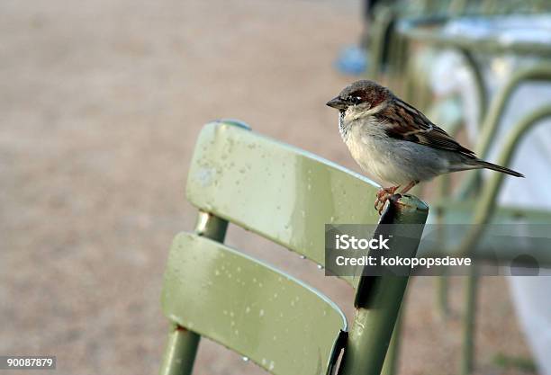 Pássaro Numa Cadeira - Fotografias de stock e mais imagens de Ao Ar Livre - Ao Ar Livre, Bico, Cadeira