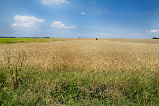 Agricultural field with a large number of yellow cereals , a large number of yellow-golden cereals on the field