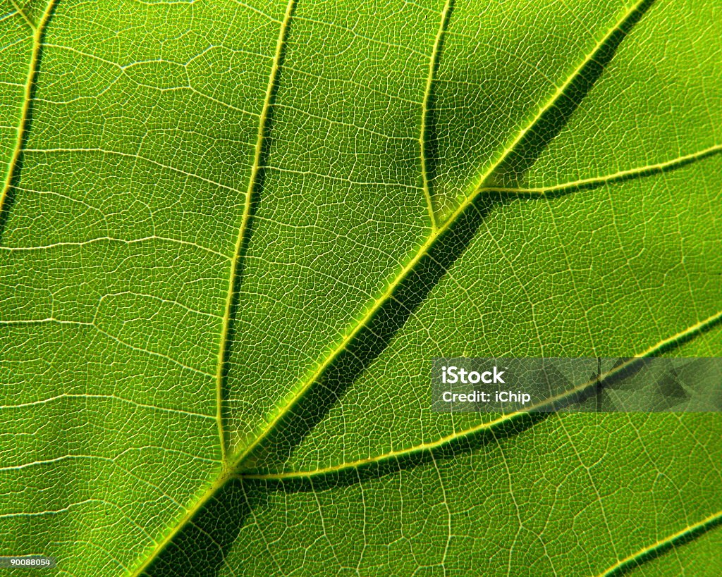 3 Green leaf - Foto stock royalty-free di Albero