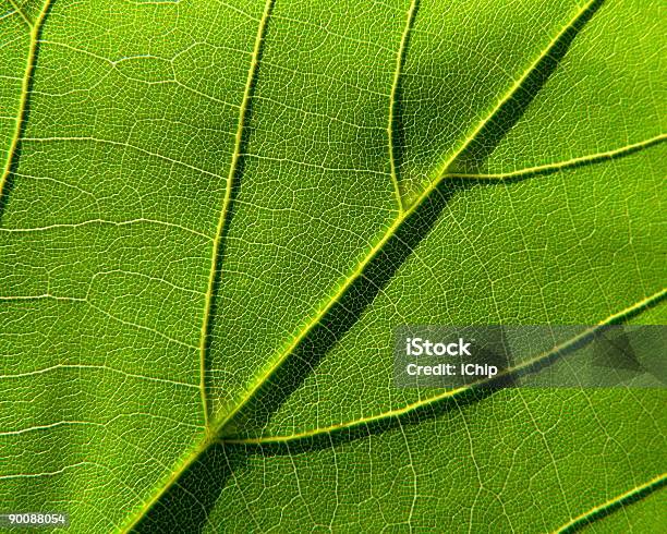3 Green Leaf - Fotografie stock e altre immagini di Albero - Albero, Ambiente, Astratto
