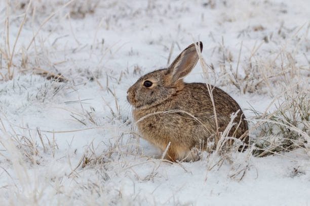 Cottontail Rabbit in Snow stock photo