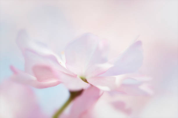 Cherry blossom with pastel  background from sweden nature