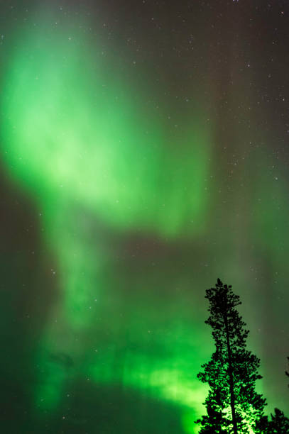 istock Aurora borealis, Northern lights, above treetops 900881084