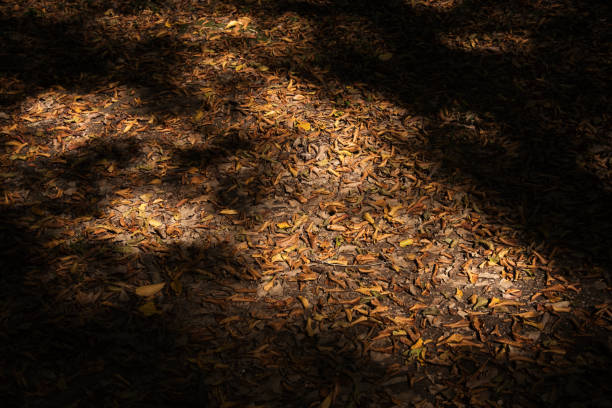 autumn leaves in dark shadows stock photo