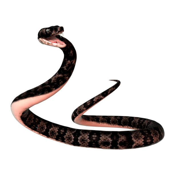 istock 3D digital render cottonmouth snake on white 900883050